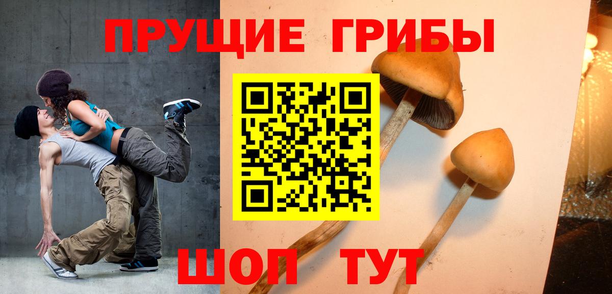 Сунжа  Псилоцибиновые грибы прущие грибы  Вход с VPN 